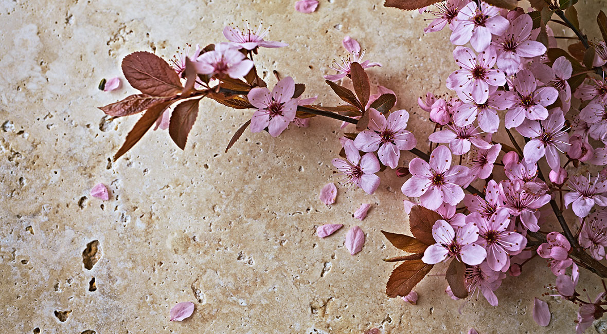 Cherry blossoms in the early spring